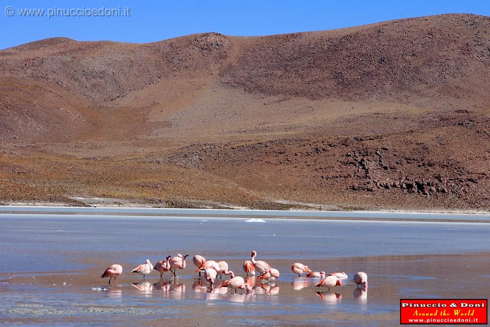 BOLIVIA 2 - Ruta de Las Joyas - Laguna Hedionda - Flamencos - 10.jpg